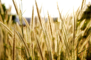 Close up Grass flower 