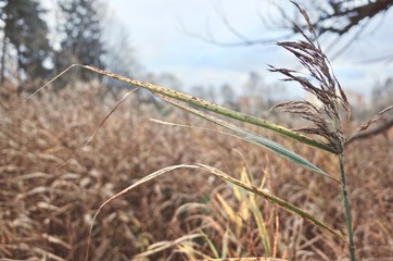 Fototapeta premium Dry tall grass