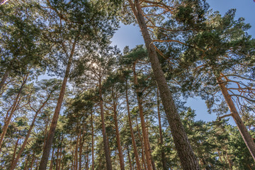 forest with trees in mountain landscape