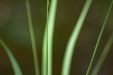 green leaves on green background