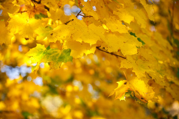 beautiful maple leaves in autumn