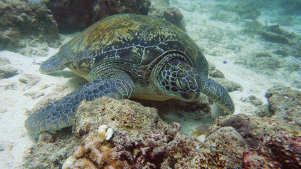 Green sea turtles underwater rest at the bottom. Wonderful and beautiful underwater world. Diving and snorkeling in the tropical sea.