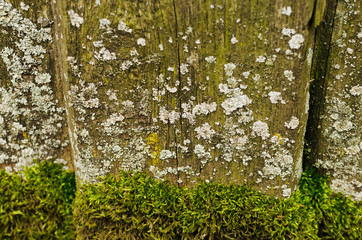 Old green boards background, moss