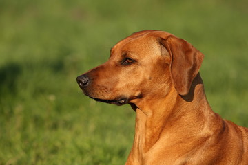 Rhodesian Ridgeback auf der Wiese