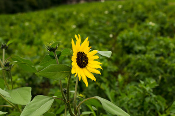 Young sunflower in the garden