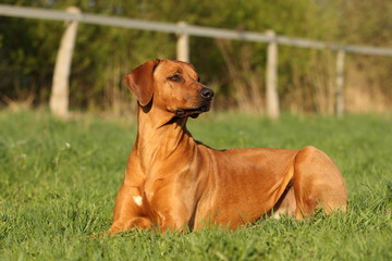 Rhodesian Ridgeback auf der Wiese