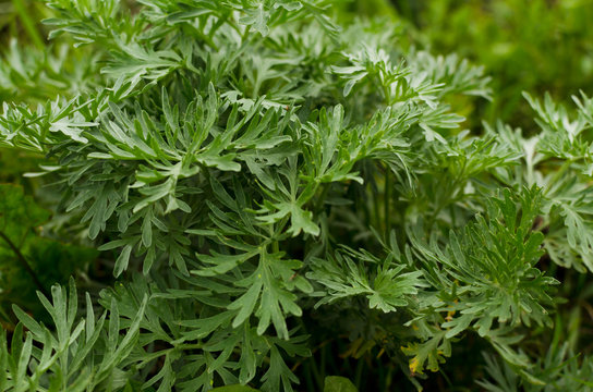 wormwood plant closeup, Artemisia absinthium