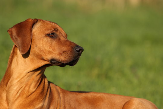 Hund Rhodesian Ridgeback auf der Wiese stolzer Blick