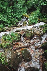 Stormy forest river among the forest