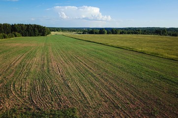 Summer field with flowers