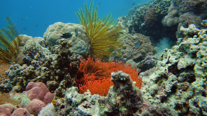 Naklejka na ściany i meble Clown fish and sea anemone, natural symbiosis. Coral reef with fishes. Hard and soft corals underwater landscape
