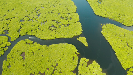 Aerial view green ecology mangrove nature tropical rainforest to the bay of sea. Mangrove landscape. Siargao,Philippines.
