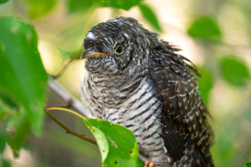 Cuculus canorus. Young Common Cuckoo.