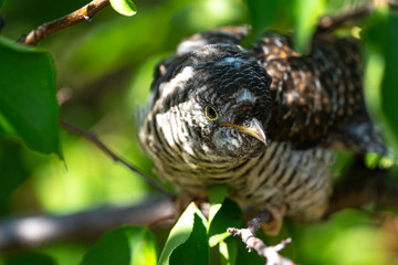 Cuculus canorus. Young Common Cuckoo.