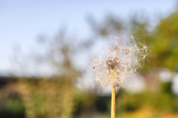 Search Photos Dandelion Flower
