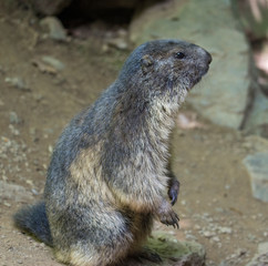 marmota