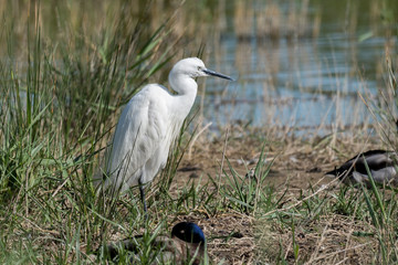 garza vigilando a su presa