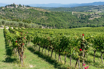 Fototapeta na wymiar Beautiful aerial view of the Chianti vineyards between the provinces of Siena and Florence, Tuscany, Italy, with a red rose plant in the foreground and a castle in the background