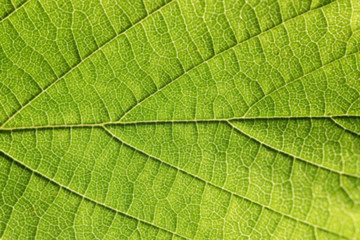 Fototapeta na wymiar Green leaf as natural background