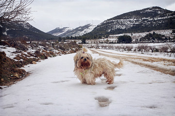 Perro en la nieve