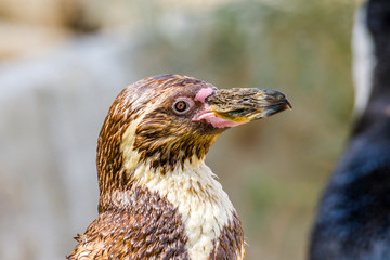 handsome penguin in the plumage care in the water
