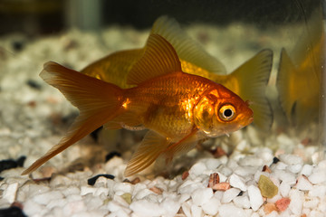 Gold fish pets in a fish tank