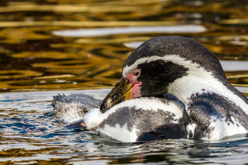 handsome penguin in the plumage care in the water