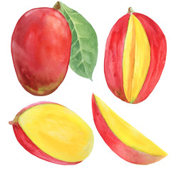 Mango fruit whole with leaf and sliced. Set of hand painted watercolor 