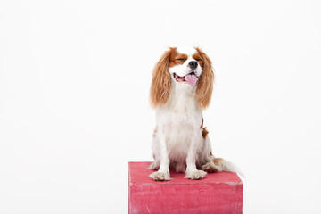 Smart dog. Cavalier king Charles spaniel dog iportrait isolated on white background. Education and training concept. Space for text
