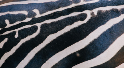 Fototapeta na wymiar Closeup of zebra body with striped gorgeous pattern on short fur
