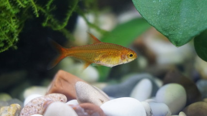 fish amber tetra