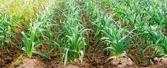 Rows of young leek on a farm on a sunny day. Growing organic vegetables. Eco-friendly products. Agriculture and farming. Plantation cultivation. Ukraine, Kherson region. Selective focus