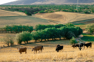  yellow cows in rural area