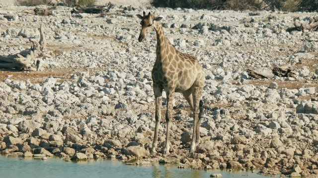 giraffe, South Africa, Namibia.