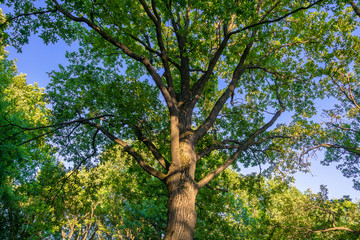 Fragment of the huge trunk and lush crown of a relic oak tree under the golden sunbeams.Eastern Europe.
