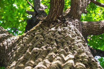 lush crown of relic oak,illuminated by the rays of the evening summer sun