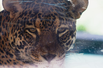Fototapeta na wymiar the sadness of the jaguar in the captivity