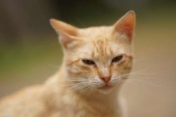 Naklejka na ściany i meble Cute ginger cat close up portrait outdoor.