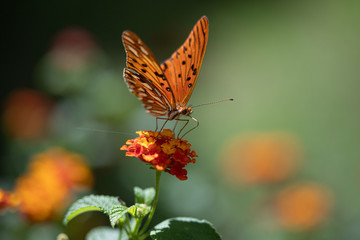 Obraz premium One butterfly in my garden