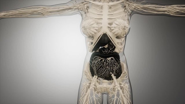 3d illustration of human digestive system parts and functions