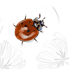 Red ladybug and flowers. Isolated on white background, vector insect illustration
