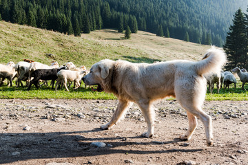 White Shepherd Dog Guarding Sheep Flock Grazing in High Tatras Mountains, Poland