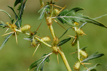 Xanthium spinosum. Arrancamoños. Cachurrera menor.