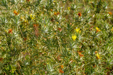 Carthamus lanatus. Cardo cabrero, azotacristos. Planta espinosa con flores amarillas.