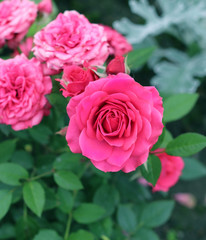 Pink roses in a garden close – up view