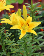 Fototapeta na wymiar Yellow lilies in bloom close - up view 
