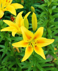Yellow lilies  in bloom  close - up view 