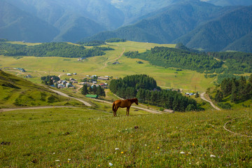 Thoroughbred brown horse grazing on a green Alpine meadow high in the mountains of Omalo Georgia
