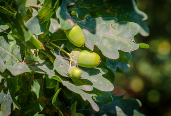 acorns on oak