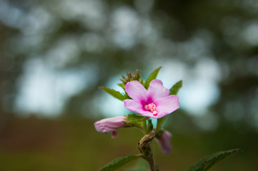 A little wild flower 